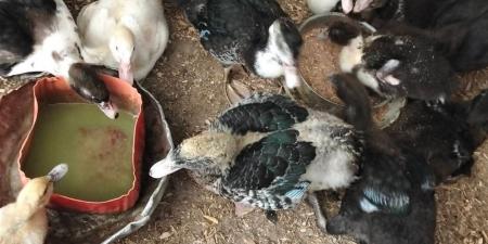 أسعار البط والكتاكيت في أسواق محافظة الغربية اليوم الثلاثاء 8 أبريل 2026