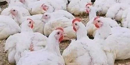 الدواجن والبانيه بكام النهاردة؟ آخر الأسعار اليوم