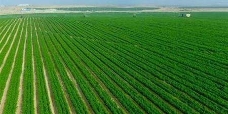 زيادة 23% في الرقعة الزراعية.. CNN تكشف كواليس المشروع الأضخم في مصر