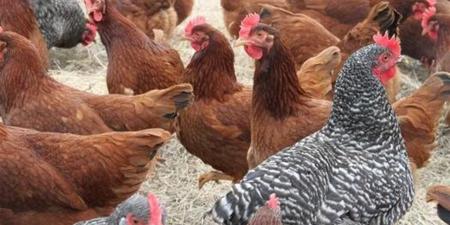 سعر كيلو الفراخ البيضاء والبلدي اليوم 8 إبريل 2026 في الأسواق