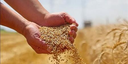 "تموين كفر الشيخ" تُعلن جاهزيتها لموسم توريد القمح 2026