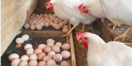 صدمة في أسعار الدواجن والبيض اليوم.. التفاصيل كاملة
