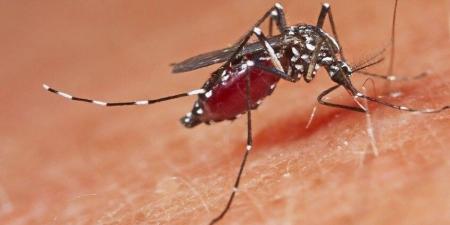 بعوض ينقل طفيليًا نادرًا يتحرك تحت الجلد.. تحذيرات من داء الديدان