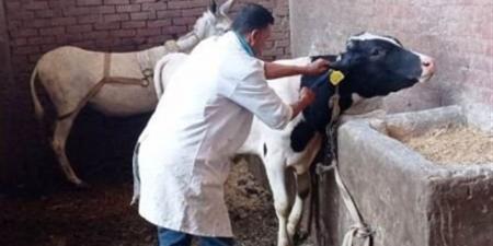 صرف أسمدة وتواصل حملات تحصين الماشية وتجديد تراخيص الثروة الحيوانية بالجيزة