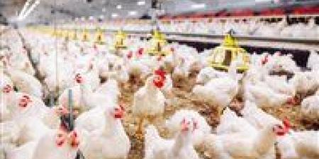 استقرار أسعار الدواجن اليوم في مصر وتحذيرات من تراجع الأسعار الكبير