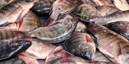 أسعار السمك اليوم 10 إبريل 2026 في سوق العبور والأسواق المحلية