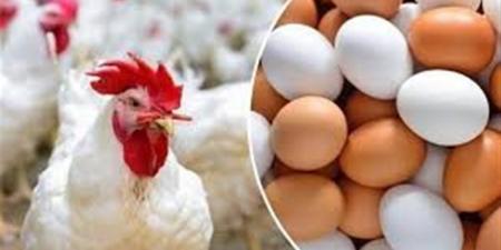 سعر كيلو الفراخ والبيض اليوم السبت بالسوق المحلي.. تحديثات بورصة الدواجن