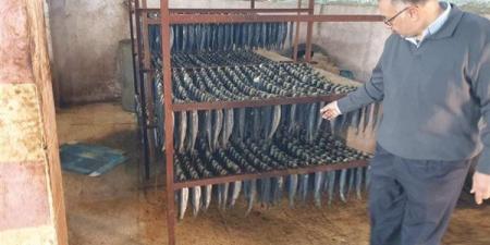 الزراعة ضبط 71 طن أسماك مملحة ومدخنة غير صالحة وتحرير 177 محضرًا قبل شم النسيم