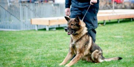 ورشة عن أسس تدريب كلاب الحراسة بطب بيطري القاهرة