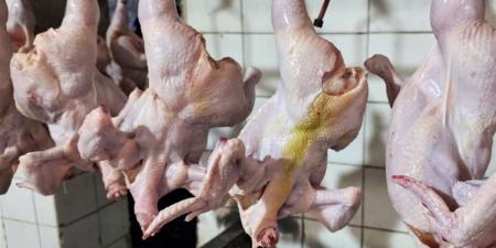 تنفيذ قوافل بيطرية مجانية بأسيوط.. وضبط دواجن ولحوم رأس فاسدة بالأقصر