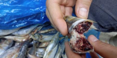 ضبط 348 كيلو فسيخ ورنجة فاسدة قيل بيعها بالفيوم