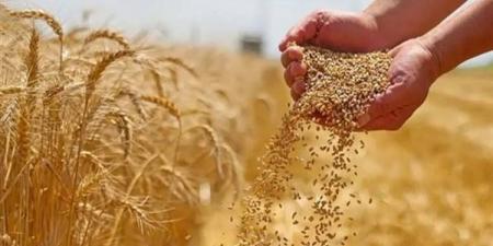 الشرقية تستعد لتوريد القمح بـ 56 موقعًا و725 ألف طن سعة تخزينية