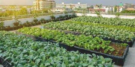 هل تساهم زراعة أسطح المنازل في تحقيق الاكتفاء الذاتي للأسر المصرية (شاهد)