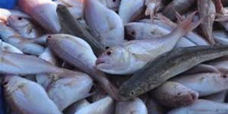 أسعار الأسماك والمأكولات البحرية بأسواق محافظة الغربية اليوم الثلاثاء 14 إبريل 2026