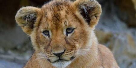 تعيين مديرًا جديد للسيرك.. واقعة تعدي شبل على طفلة داخل البيت الفني للمسرح تضع الثقافة فى مأزق