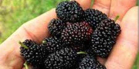 فوائد تناول التوت الأسود لصحة الجسم