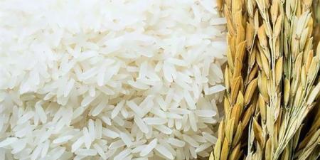 اختبار أصناف من الأرز والقمح لمواجهة ندرة المياه