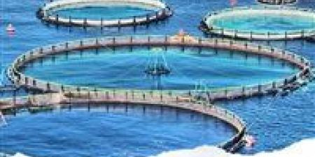 قفزة في إنتاج المزارع السمكية.. “المنزلة” و“برسيق” تحققان حصادًا غير مسبوق