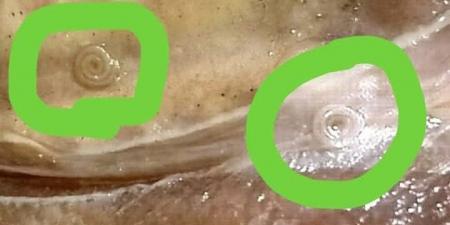 ضبط 45 كيلو رنجة فاسدة وبها ديدان قبل بيعها بالفيوم