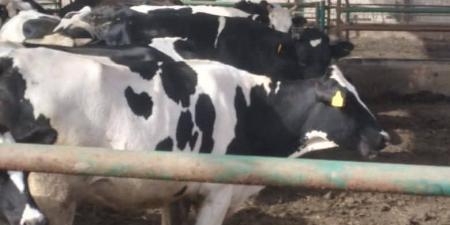 تحصين 150 ألف رأس في الحملة القومية ضد مرض الجلد العقدى بالدقهلية