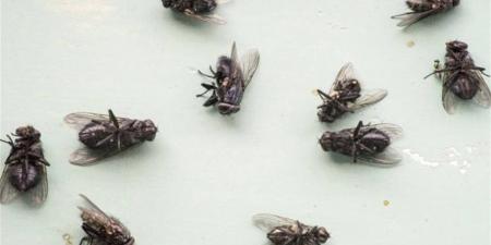 لماذا انتشر الذباب والهاموش فجأة؟.. أساتذة حشرات يجيبون