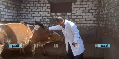 تحصين 213 ألف رأس ماشية بكفر الشيخ خلال 3 أسابيع