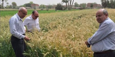 وكيل زراعة بني سويف يجري متابعة ميدانية لزراعات القمح والقطن