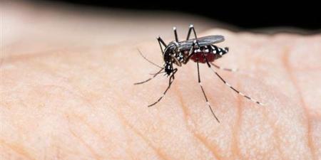 تطوير لقاح روسي جديد ضد حمى الضنك