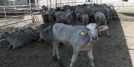 حملات تفتيشية موسعة لمنع ذبح البتلو وحماية الثروة الحيوانية بالمحافظات