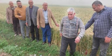 الخير يبدأ بالشرقية.. انطلاق موسم توريد القمح واستعدادات مكثفة بالصوامع