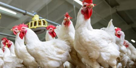 أسعار الدواجن في أسواق محافظة الغربية اليوم السبت 18 إبريل 2026