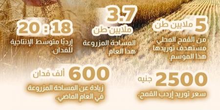 مصر تحصد الذهب الأصفر.. استهداف استلام 5 ملايين طن من القمح المحلي