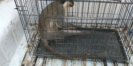 السيطرة على «نسناس» يثير الذعر بالزنكلون