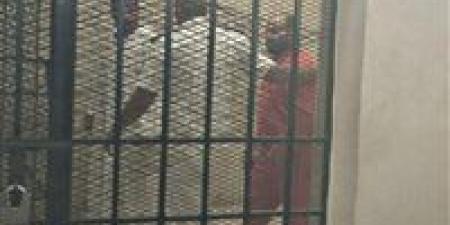 بعد طعنها وإلقائها من الشرفة.. الإعدام لمتهم بقتل والدته في بورسعيد