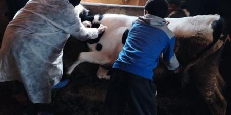 تحصين 185 ألف حيوان ضد جدرى الأغنام بالغربية