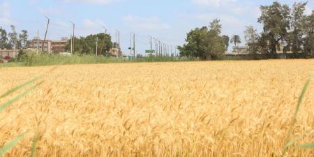 محافظ كفرالشيخ يطلق موسم حصاد القمح لعام 2026