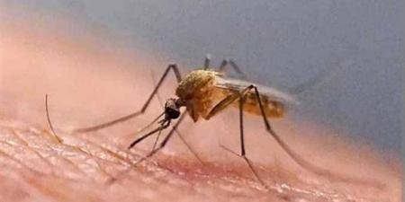 حلول طبيعية لطرد الناموس من المنزل.. بدائل آمنة تحمي أسرتك دون مواد كيميائية