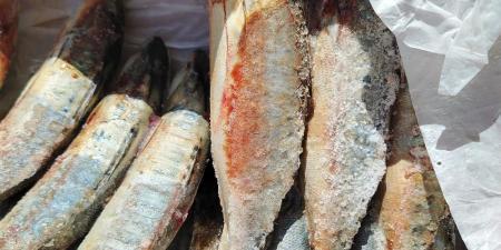 ضبط 240 كيلو أسماك ماكريل غير صالحة للاستهلاك بالفيوم