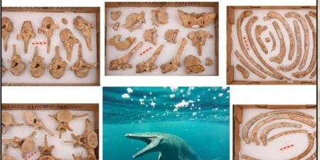 مصر تستعيد آخر كنوز الحيتان الأحفورية من جامعة ميتشجان الأمريكية