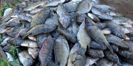 أسعار الأسماك والمأكولات البحرية في الوادي الجديد اليوم الأربعاء