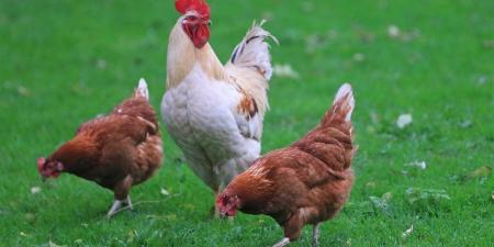 أسعار الفراخ البيضاء والساسو اليوم الأربعاء 22 أبريل 2026 في مصر