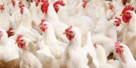 تحركات سوق الدواجن.. سعر الفراخ البيضاء اليوم