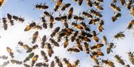 اكتشاف علمي مذهل.. 5.5 مليون نحلة تعيش تحت مقبرة في نيويورك