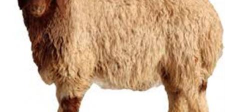 حكم من نذر أن يضحي بشاة معينة فماتت قبل أن يذبحها؟