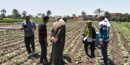 ندوات إرشادية ومرور ميداني لدعم مزارعي القطن بالفيوم
