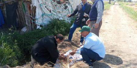 زراعة كفرالشيخ تنفذ أعمال تقدير عينات القمح بالحقول الإرشادية بإبشان