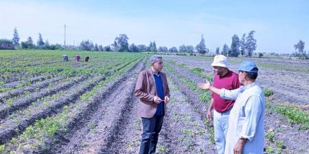 وكيل زراعة كفرالشيخ يتفقد حقول القمح ويوجه المزارعين بالتوريد للشون والصوامع