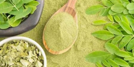 عشبة المورينجا.. فوائد مذهلة لصحة القلب والمناعة