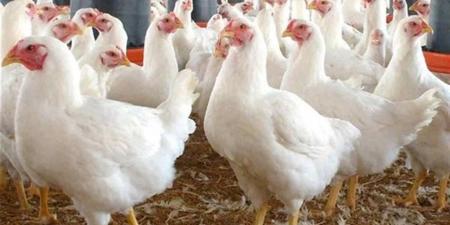 أسعار الفراخ البيضاء والبلدي اليوم السبت 25 إبريل 2026 للمستهلك