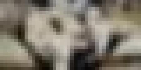 ميناء تنس يستقبل شحنة جديدة بـ7150 رأسا من الأغنام المستوردة من إسبانيا